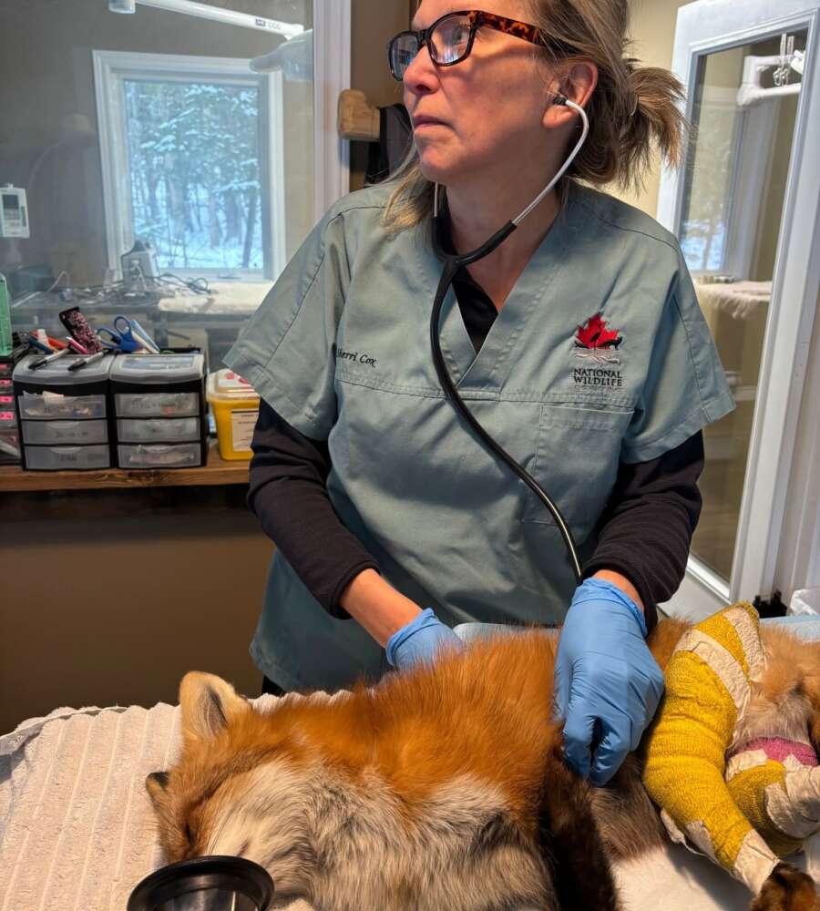 Veterinarian Dr. Sherri Cox listens to the heartbeat of a sedated red fox using a stethoscope. The fox is lying on a table with a cast on one leg. The vet wears blue scrubs with a National Wildlife Centre logo.