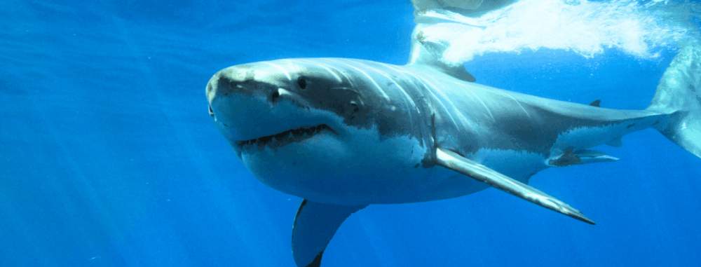 A great white shark swims through clear blue ocean water, facing the camera with its mouth slightly open, revealing sharp teeth. Sunlight filters through the water from above, creating bright reflections on the shark’s body and the surface.