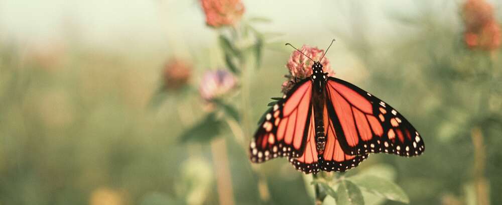 monarch butterfly perched on pink flower in close up photography during daytime