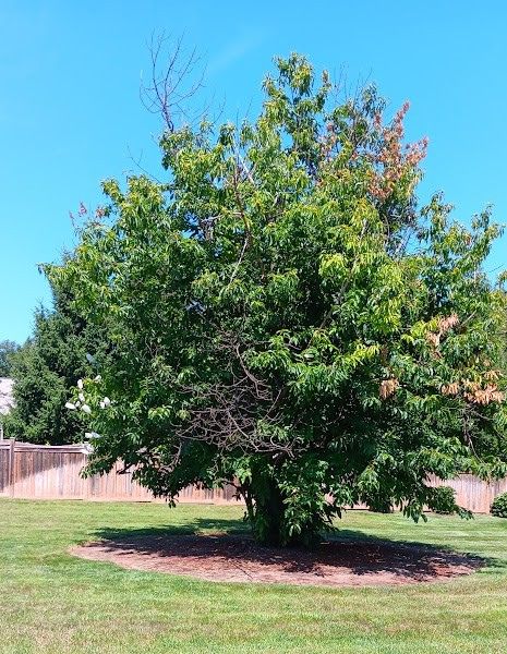 a large leafy tree in the centre of a green lawn with a brown fence in the background