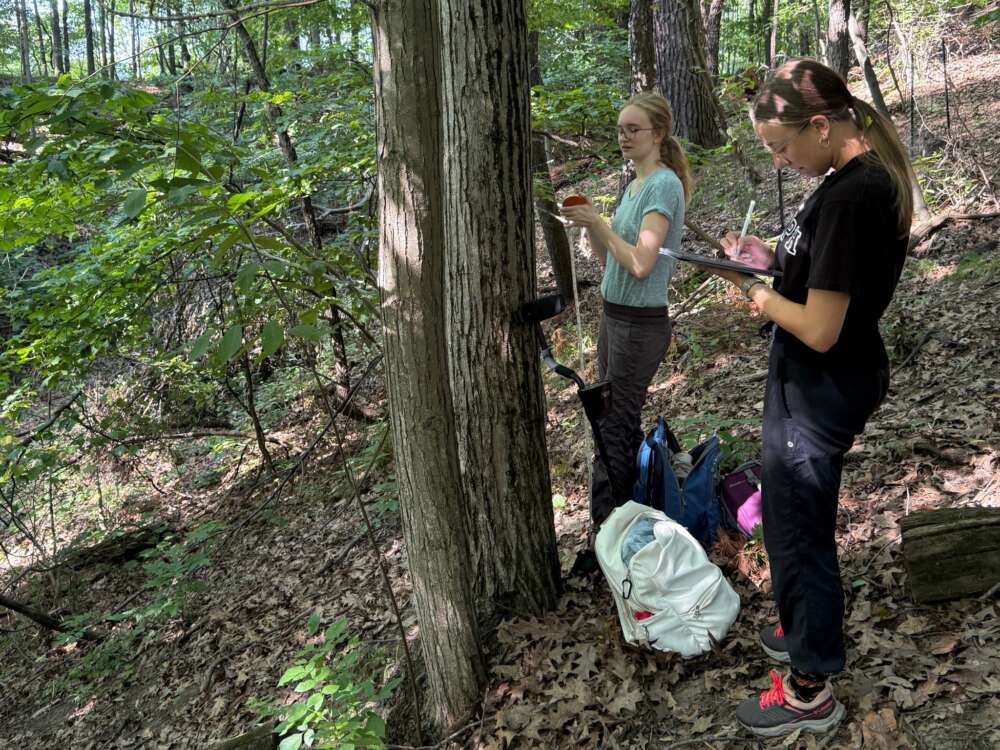 two people with ponytails and glasses stand in a forested area, one measures something on the trunk of a tree while the other takes notes on an ipad