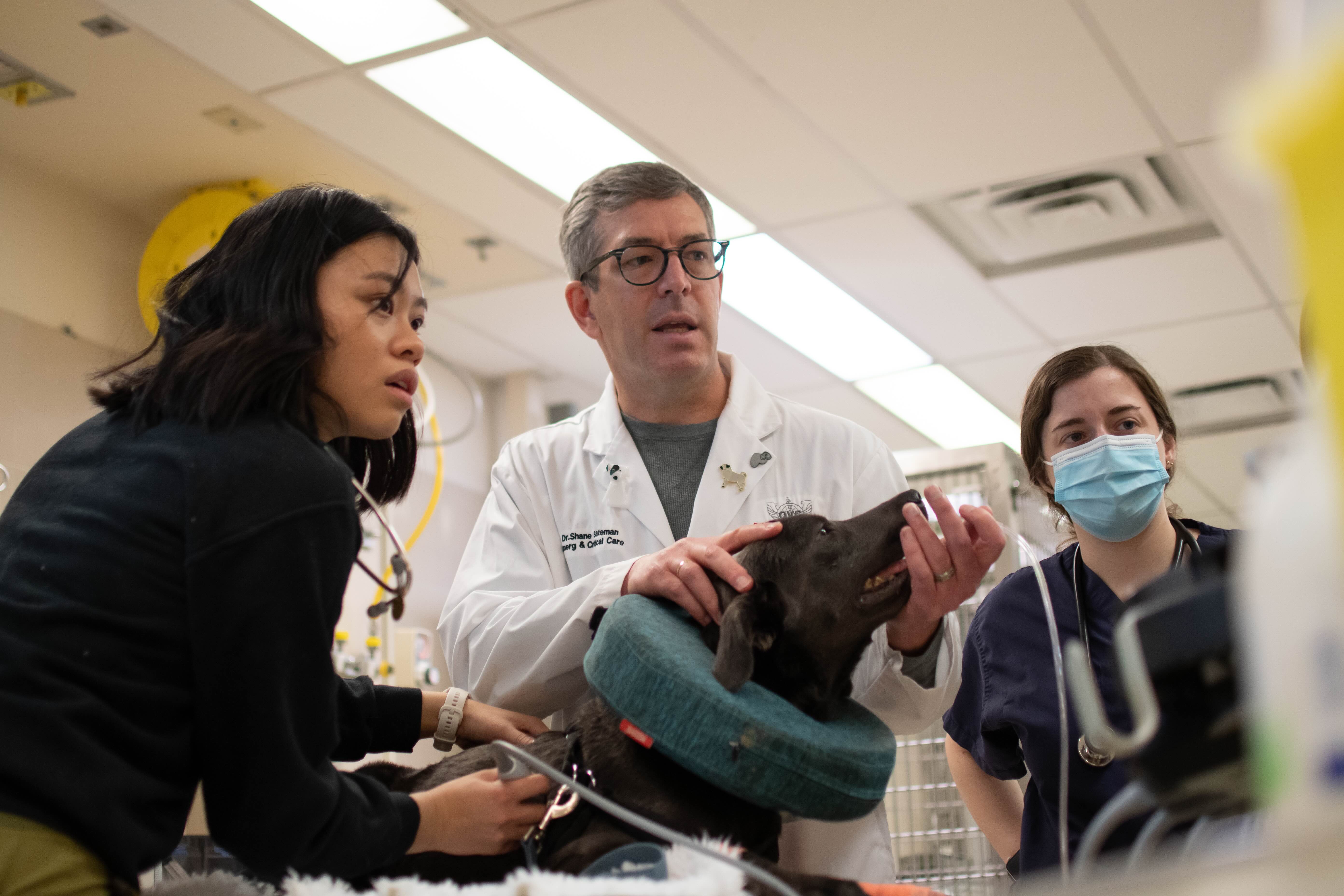 A team of veterinary professionals, including Dr. Shane Bateman in a white lab coat and two women—one in a mask and scrubs, the other in a black sweater—examine a black dog wearing a soft protective collar in a brightly lit clinical setting.