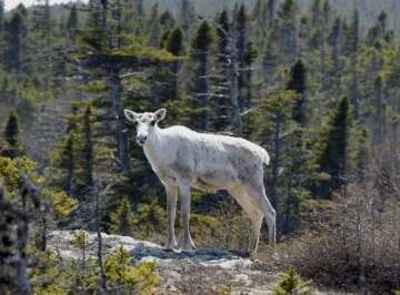 CBC’s ‘Quirks and Quarks’ Explores U of G Caribou Research