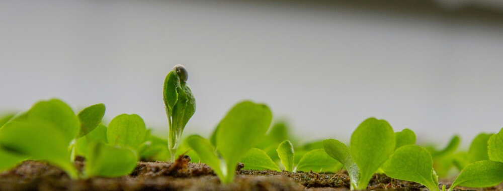 Green plants, lettuce seedlings, against a blurry grey background, one seed is about to bud