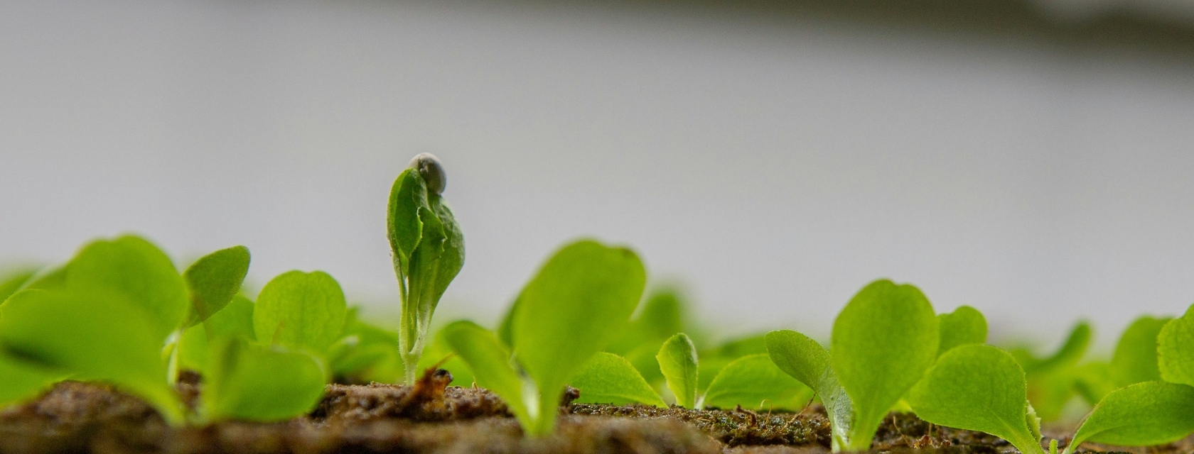 Green plants, lettuce seedlings, against a blurry grey background, one seed is about to bud