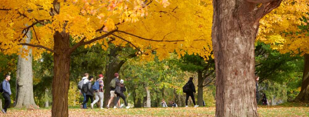 A group of University of Guelph students walk beneath vibrant golden maple trees on campus during fall. The leaves form a brilliant canopy overhead, while the students, bundled in jackets and backpacks, make their way across the grassy landscape scattered with fallen leaves.