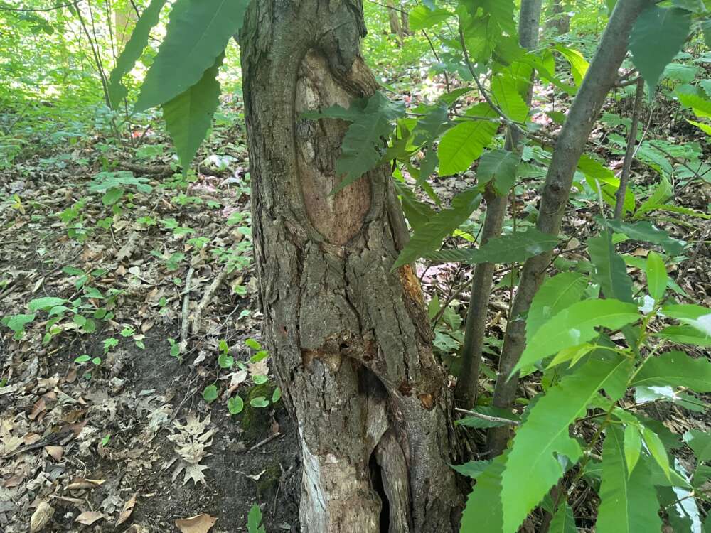 a brown tree trunk with round marks of damage, with green leaves surrounding it