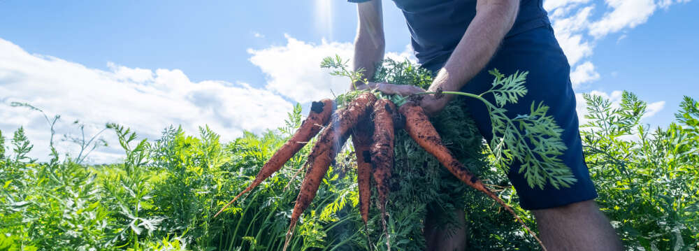 Hands pull up soil-covered carrots from a field on a sunny day