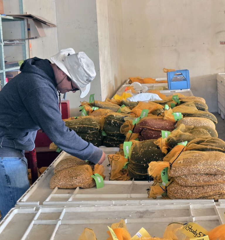 a person in a hat and gloves moves mesh bags filled with beans into piles on top of storage bins