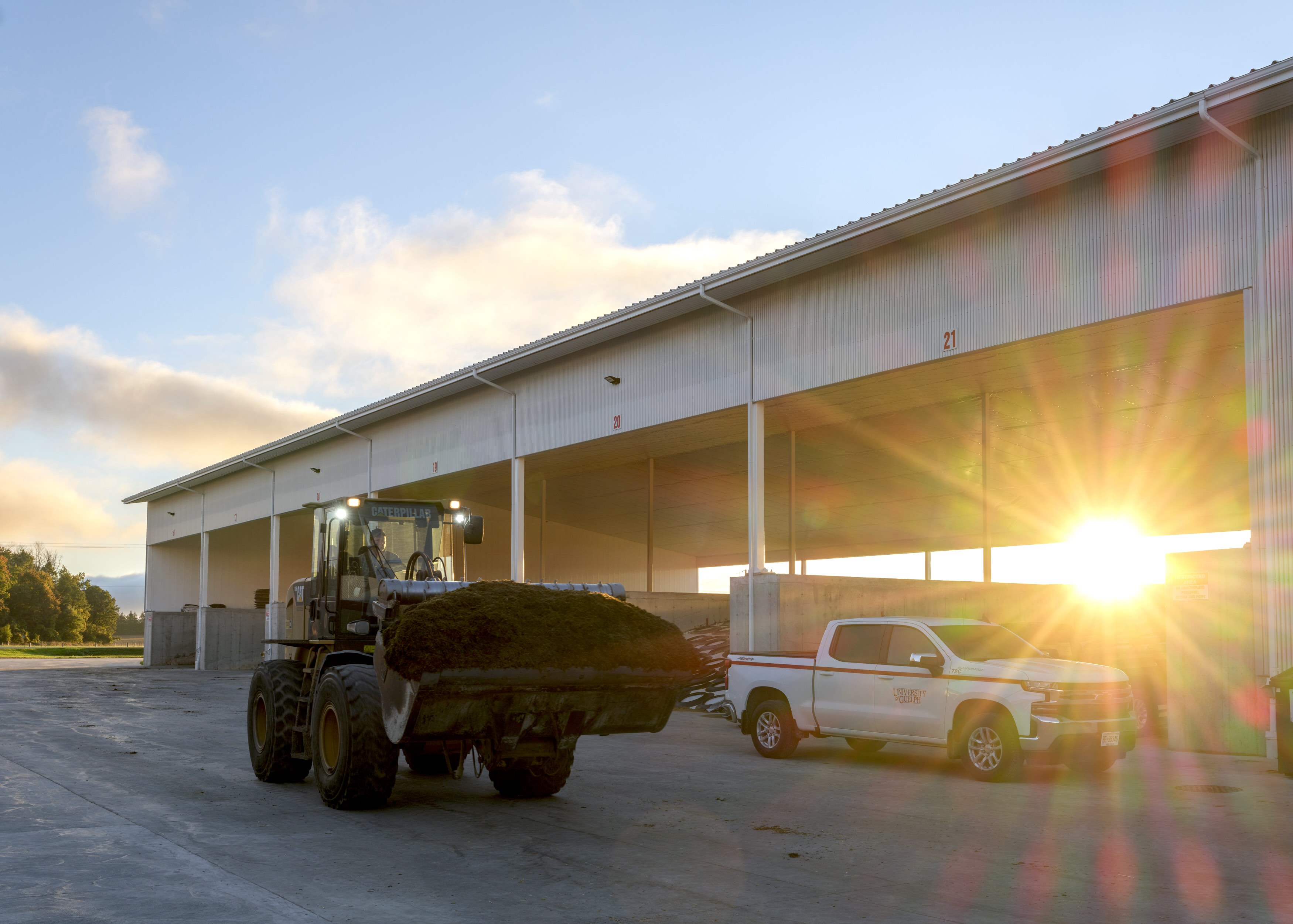 A large loader with a bucket full of silage drives past the Precision Feed Facility at sunrise. A white University of Guelph truck is parked nearby as sunlight streams through the barn's open bays.