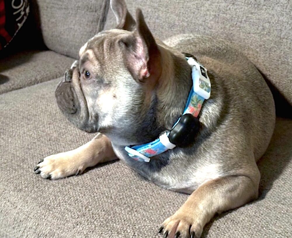 Small dog with smart collar rests on couch.