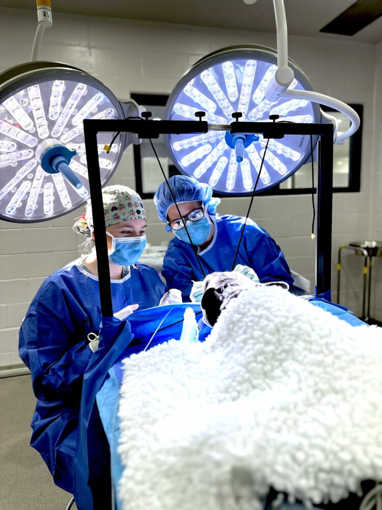 Two surgeons operate on a dog covered in a blanket