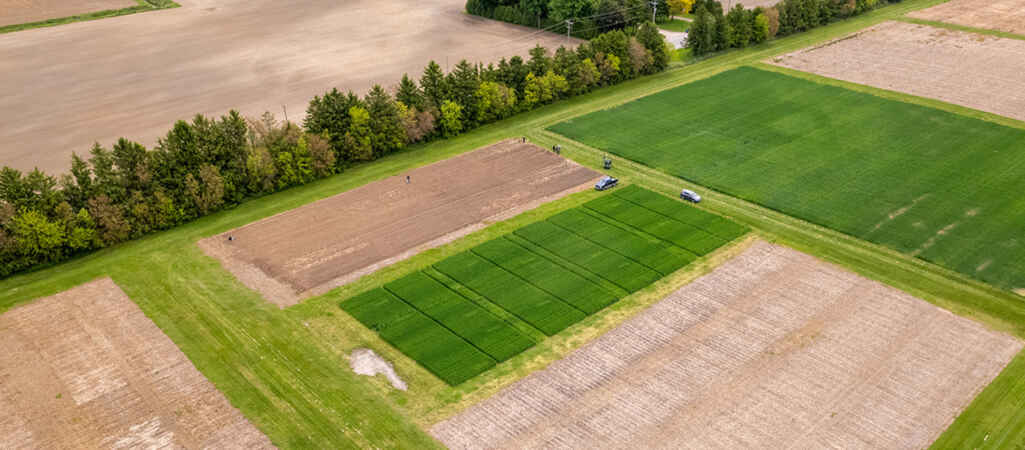World Soil Day: Unearthing the Wonders of Wollastonite