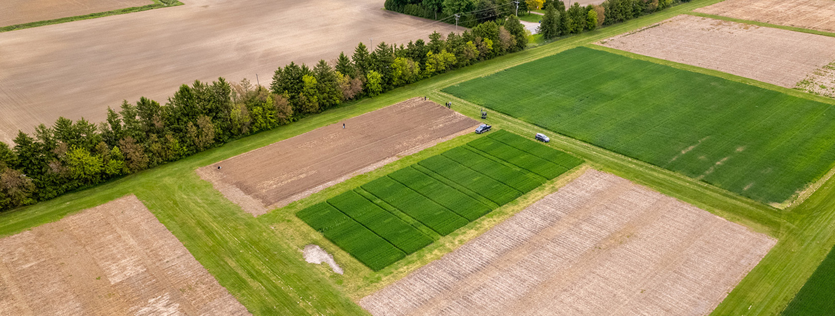 An aerial shot of researchers walking amid brown and green test fields