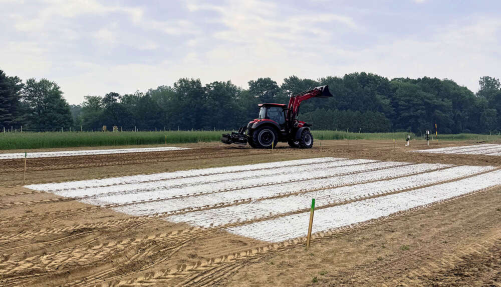 Soil covered in wide strips of crushed white wollastonite with a tractor in the background