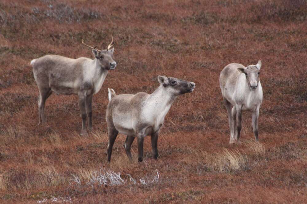 Three white and brown caribou stand with one another in a multicoloured field.
