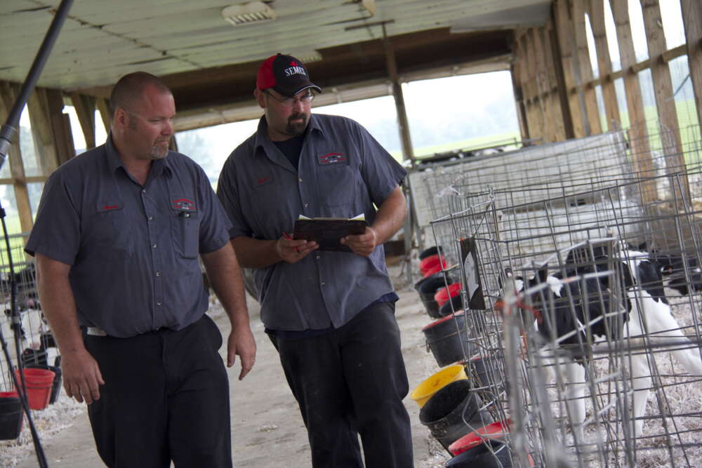 Two farm workers in gray shirts walk through a calf barn, checking young calves in wire pens with feed buckets.