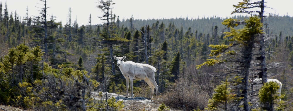 A white caribou stands on a rock face with a forest in the background