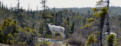 Chance Encounter Leads U of G Researchers to Discovery About Fogo Island Caribou