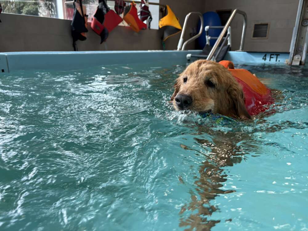 golden dog in an orange life jacket swims in a pool