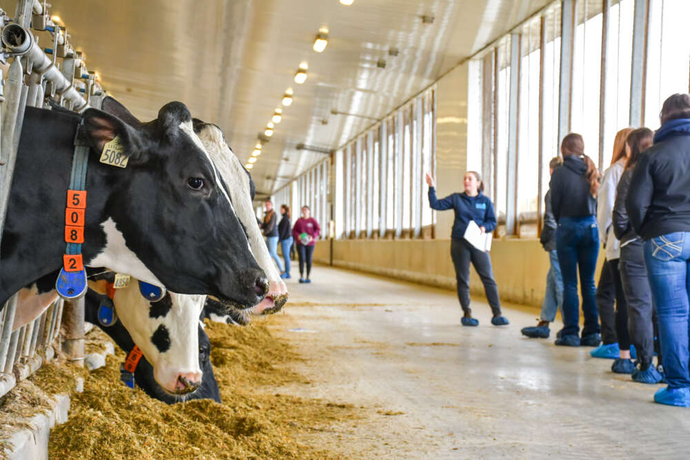 Two Holstein cows eat feed in a long barn aisle while a group of students listens to a guide giving a tour in the background.