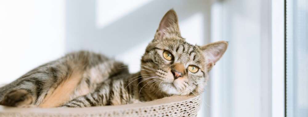 Cat lying in a basket facing the sun in brightly lit house