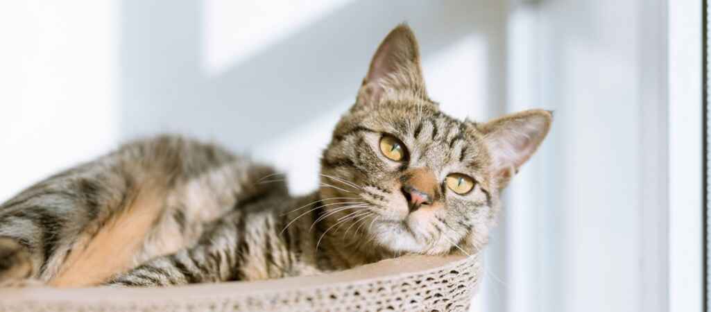 Cats Could Hold New Keys to Human Cancer 