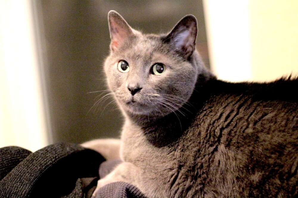Gray cat with green eyes lies on couch against brightly lit home
