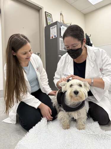Two people with brown hair in white lab coats kneel on the ground to assist a white Westie named Faith with some medical equipment. 