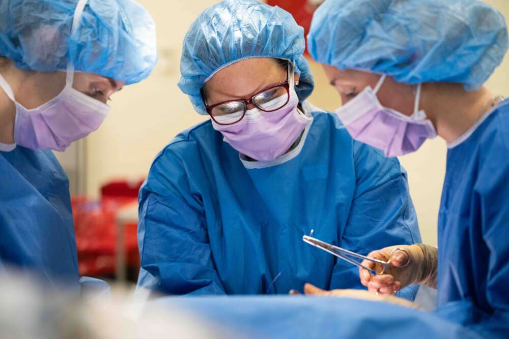 Three veterinarians in surgical gear tend to an animal unseen, one holds a pair of scissors