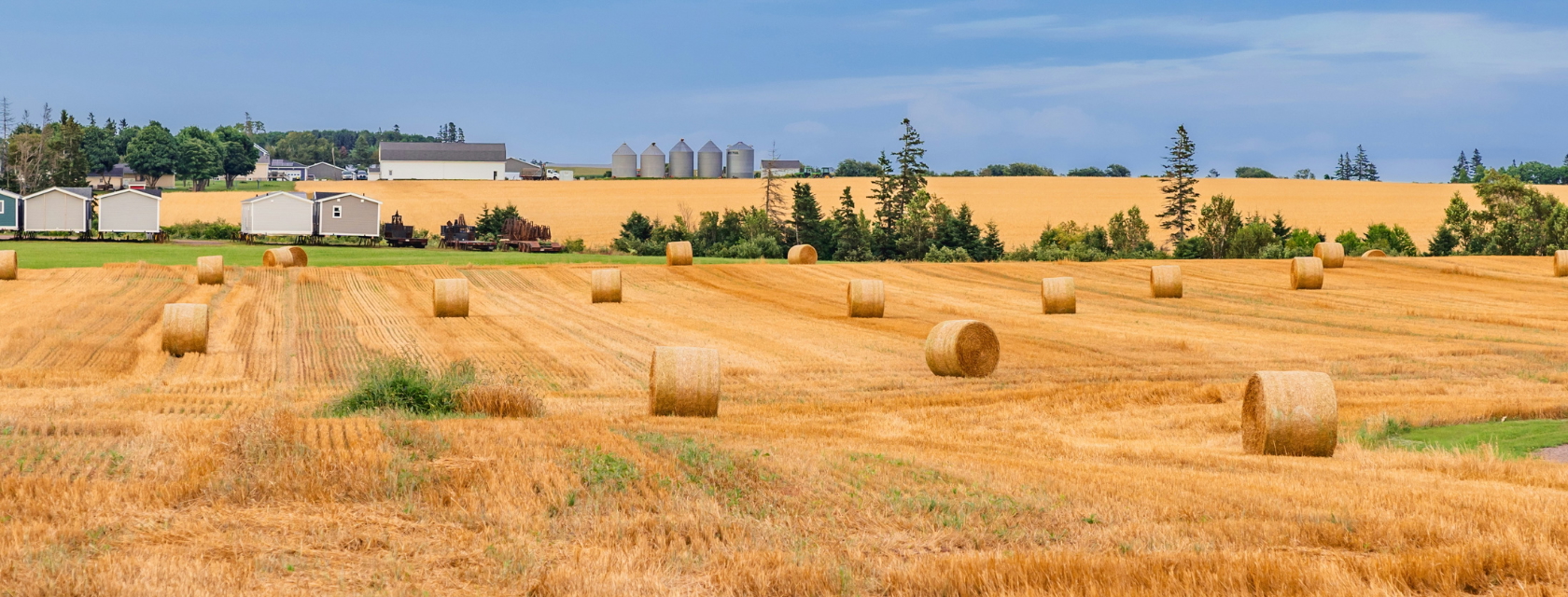 Bundles of hay scatter on a field of wheat with farm buildings in the background