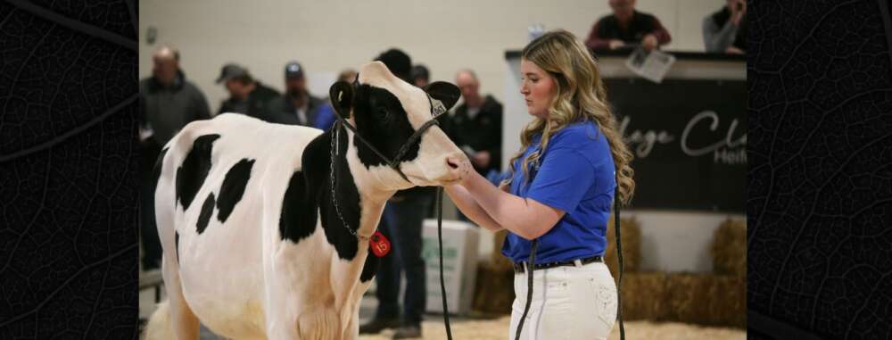a black and white cow stands with a person in a competition arena