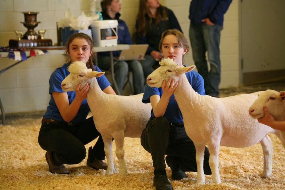 two white sheep stand with people crouching down on a floor covered in sawdust