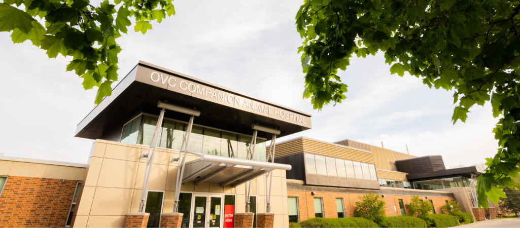 U of G Veterinary, Agriculture Sciences Rank Among Best in World in New Rankings