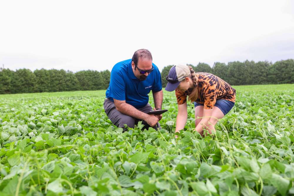 two people crouch in a field of green plants