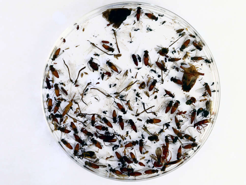 bug specimens in a petri dish