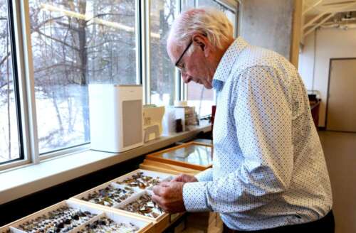 a person leans over display cases of insect specimens pinned to foamboard