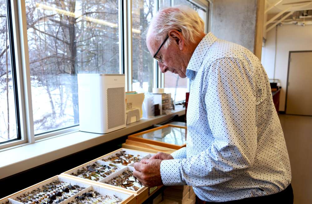 a person leans over display cases of insect specimens pinned to foamboard