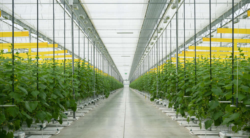 Interior of a bright commercial greenhouse filled with tall cucumber plants