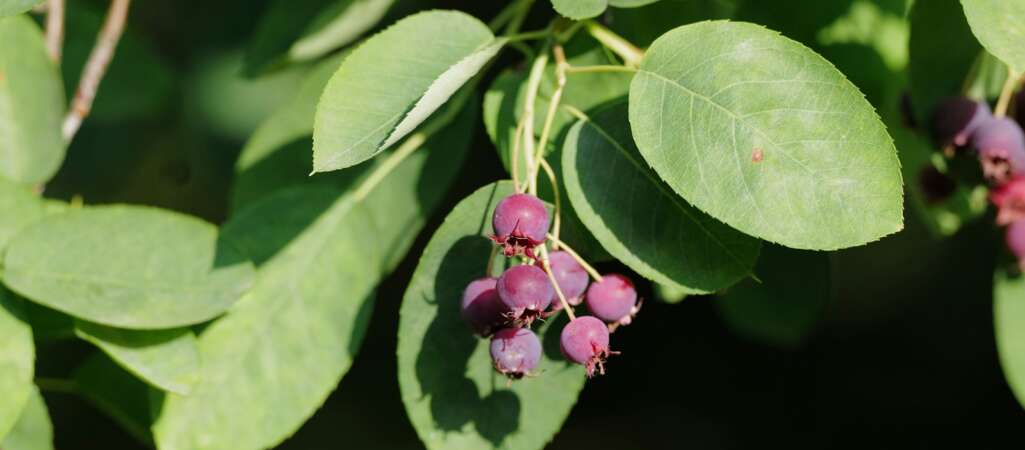 ‘Spend Time on the Land’: Indigenous Stewardship Practices Critical for Conservation