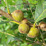 Plant galls on a branch, they appear as small round growths.