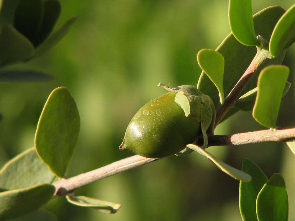 a closeup of a green jojoba bean on a branch