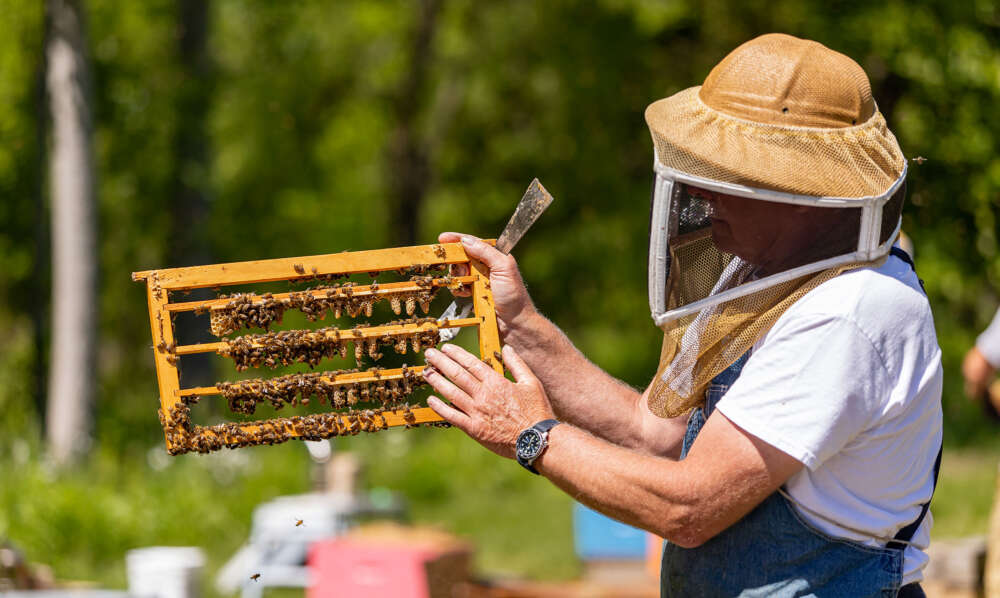 a person in a beekeeping hat holds a frame used for queen bee rearing