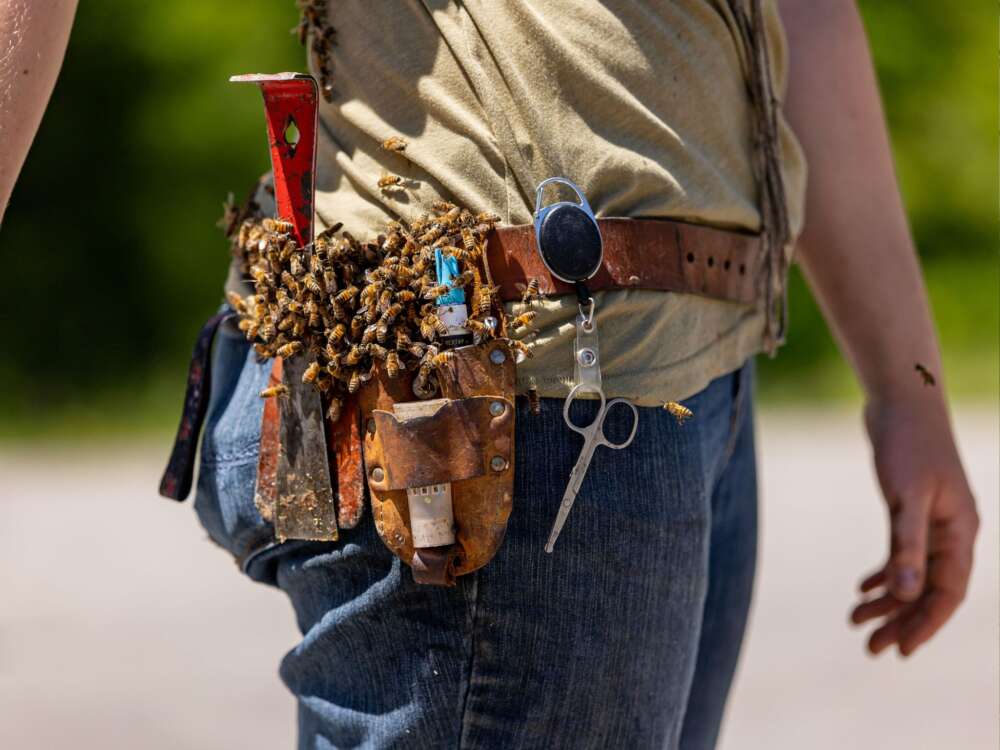 person in blue pants stands wearing a leather belt with tools and bees