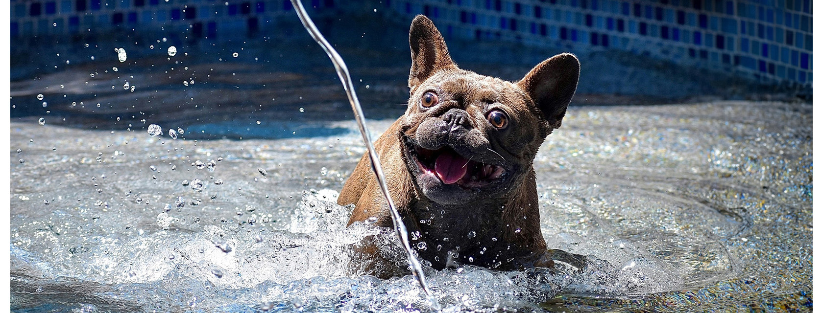 U of G Emergency Vet On Keeping Dogs Safe in Heat Waves