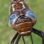 a close-up of a dragonfly.