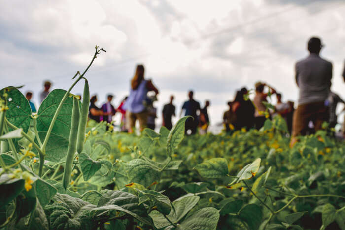 A close-up of a green bean plant in a field. In the background, a crowd of people face away.