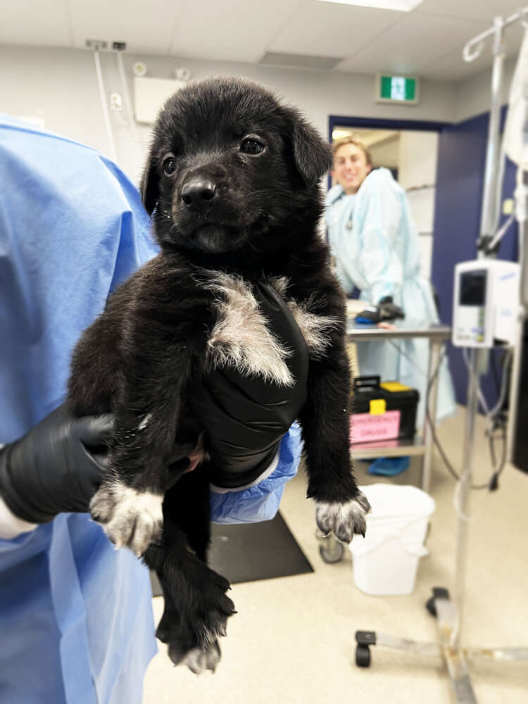 a black puppy is held up by a vet tech in surgical gown and gloves
