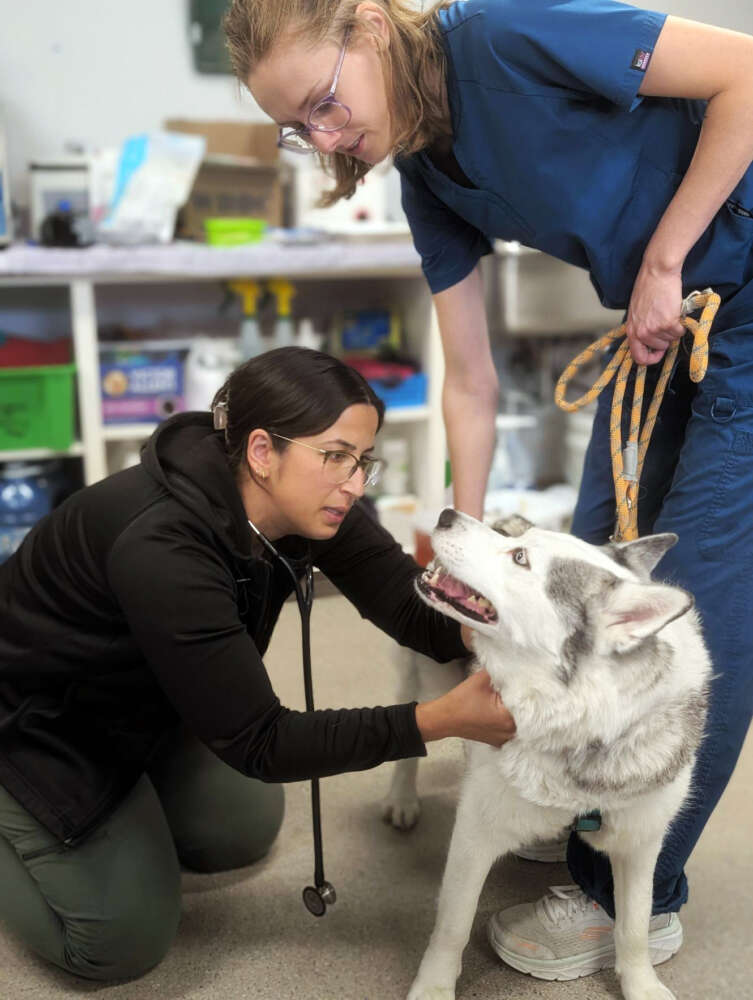 a vet wearing a stethoscope checks a white husky dog while a vet tech holds its leash