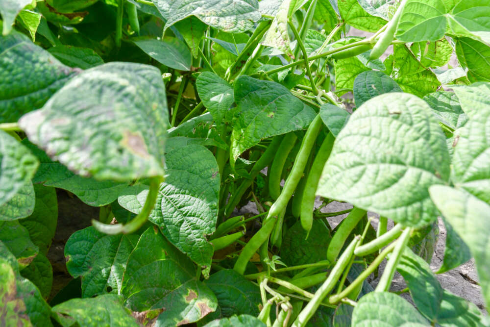 green plants with beans